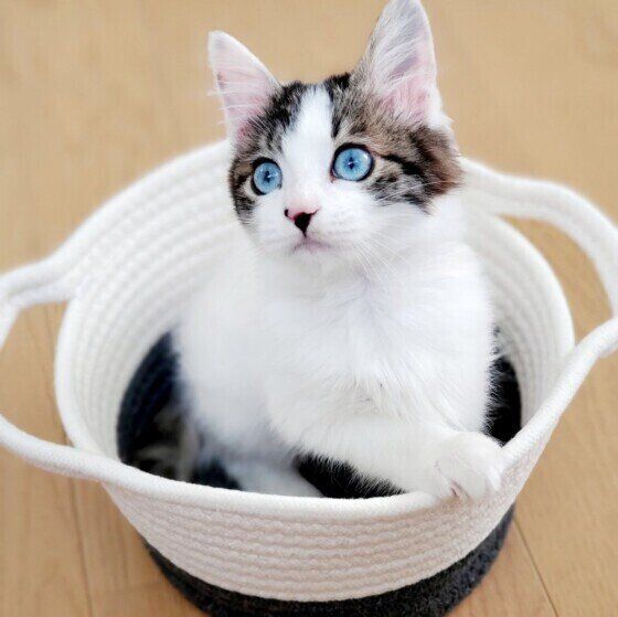 Mix（キジトラ）の福ちゃん♪