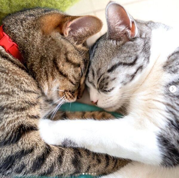 おでこをくっつけて眠るコトラくんとコユキくん