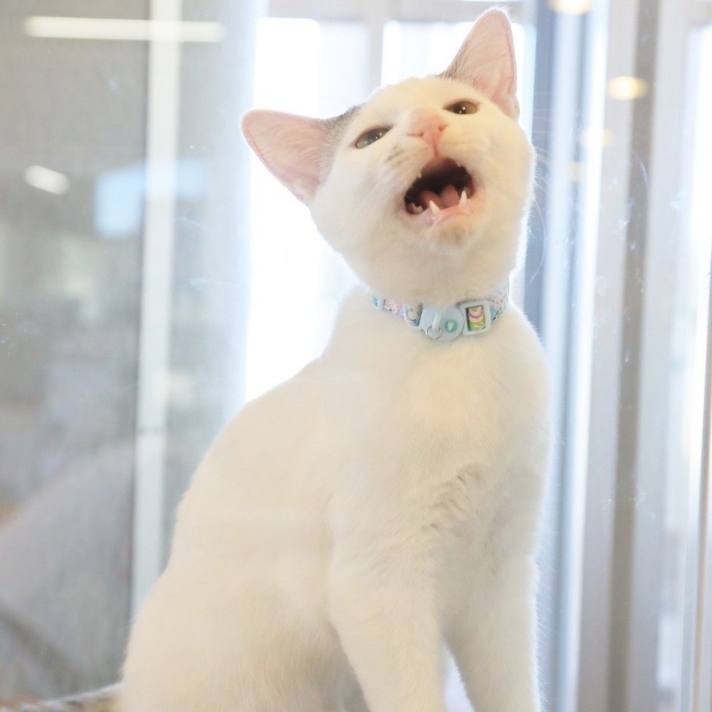 撮影／尾崎たまき