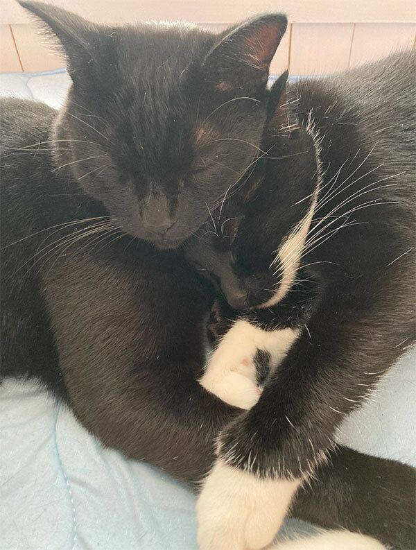 寄り添うモカくんとシャチくん