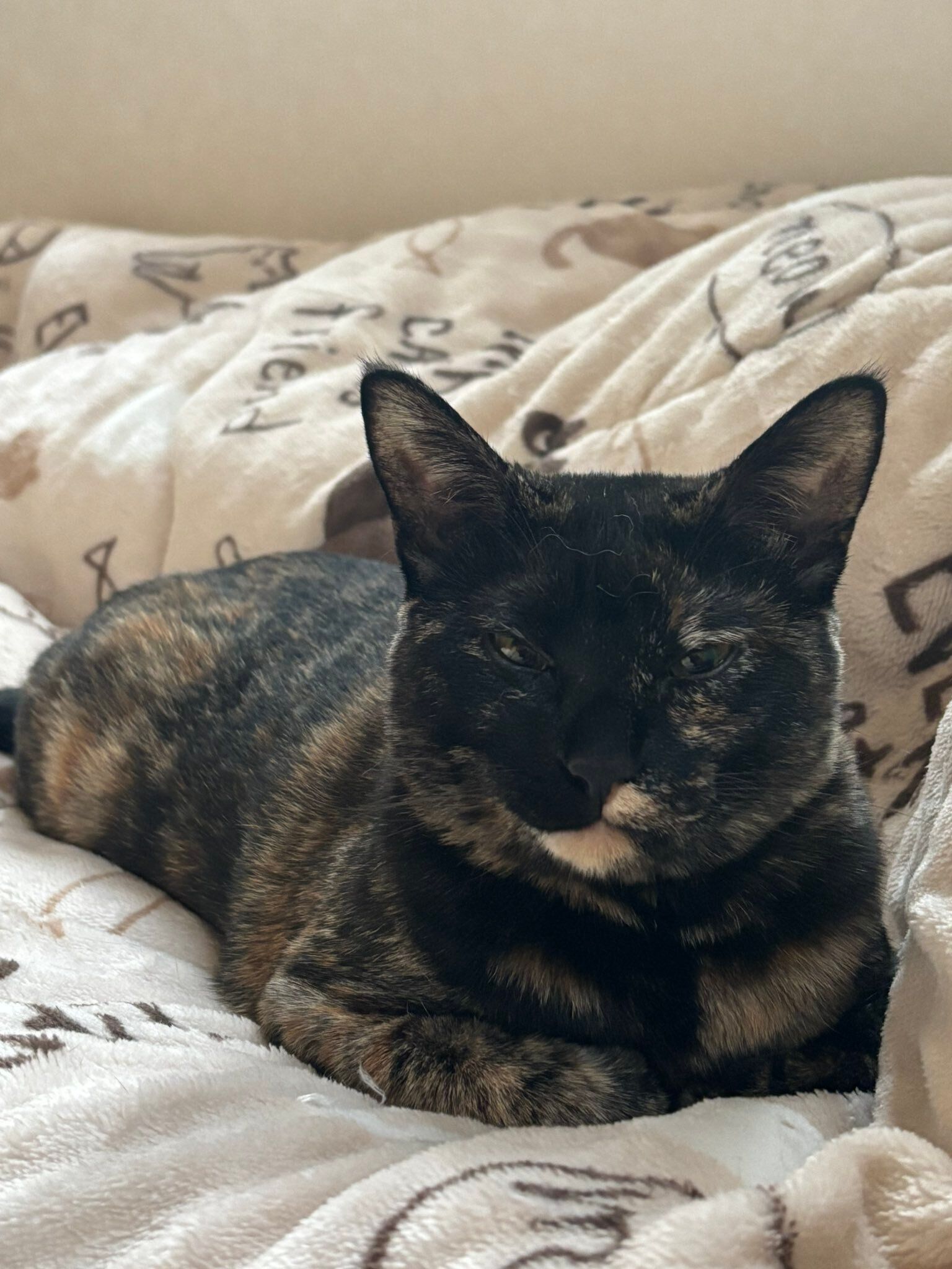 飼い主を見つめる猫