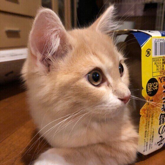 ビールの箱に入るサイベリアン