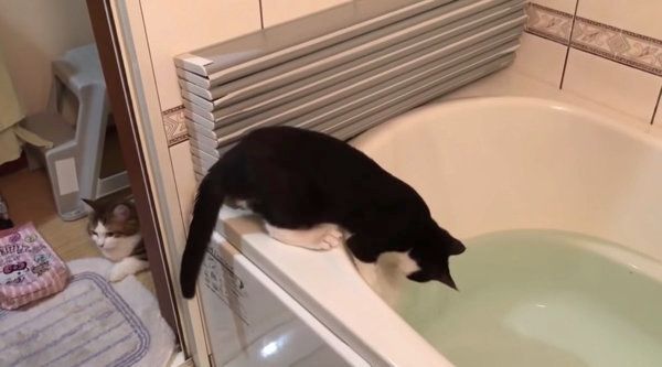 お風呂で遊ぶ猫