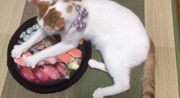 新しいクッションが気になる猫