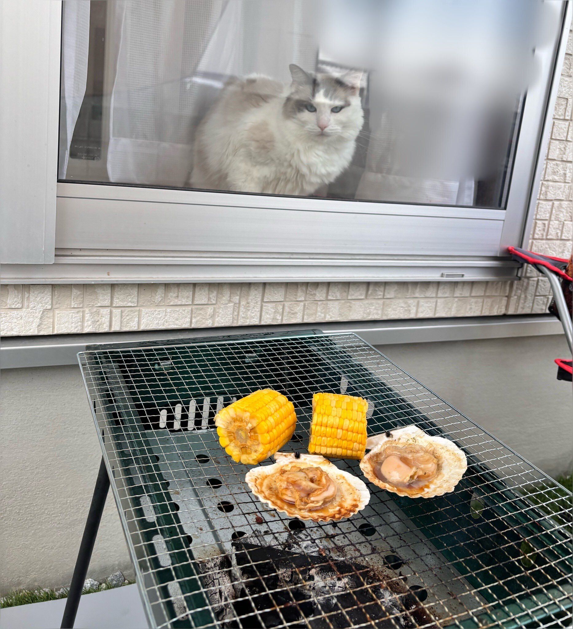 飼い主のBBQを見るラグドール