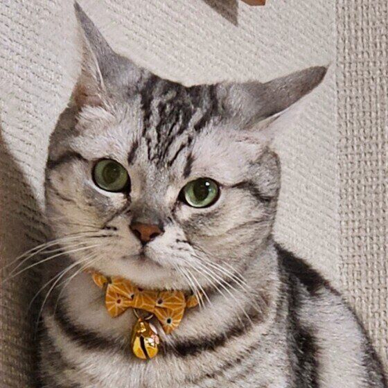 アメリカンショートヘアのみーちゃん