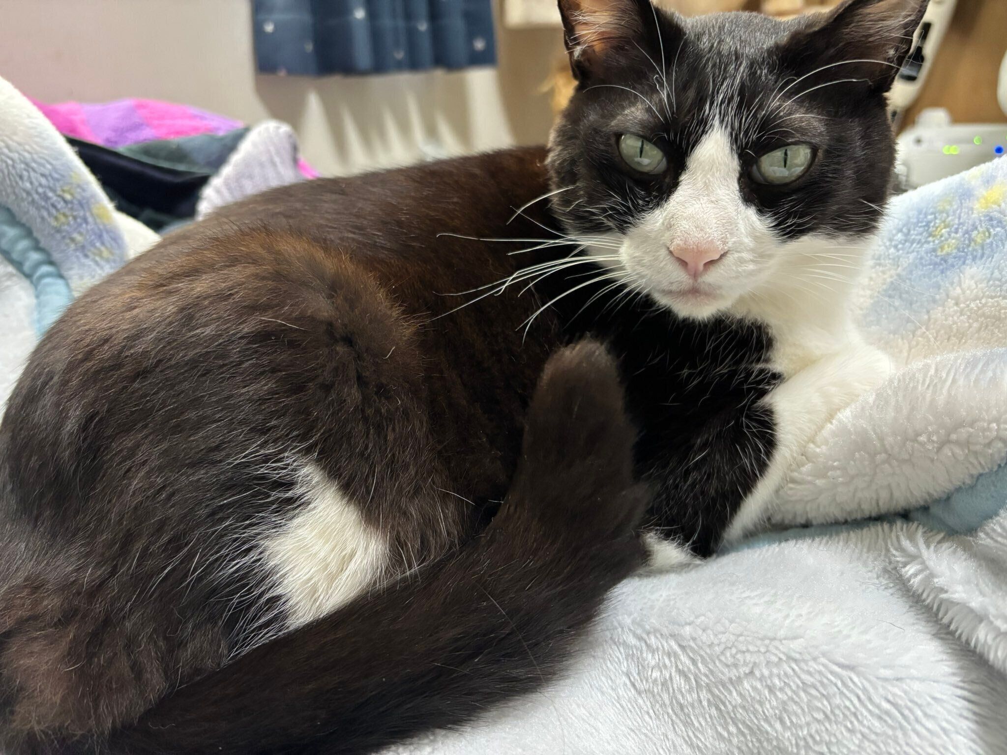 まったりするロキくん