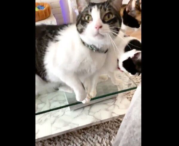 飼い主さんに撫でてもらいたいポポロンちゃん