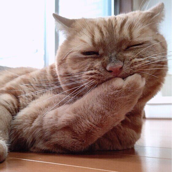 毛づくろいをする龍太くん