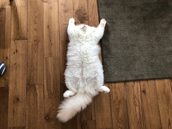 ふて寝するスコティッシュフォールド