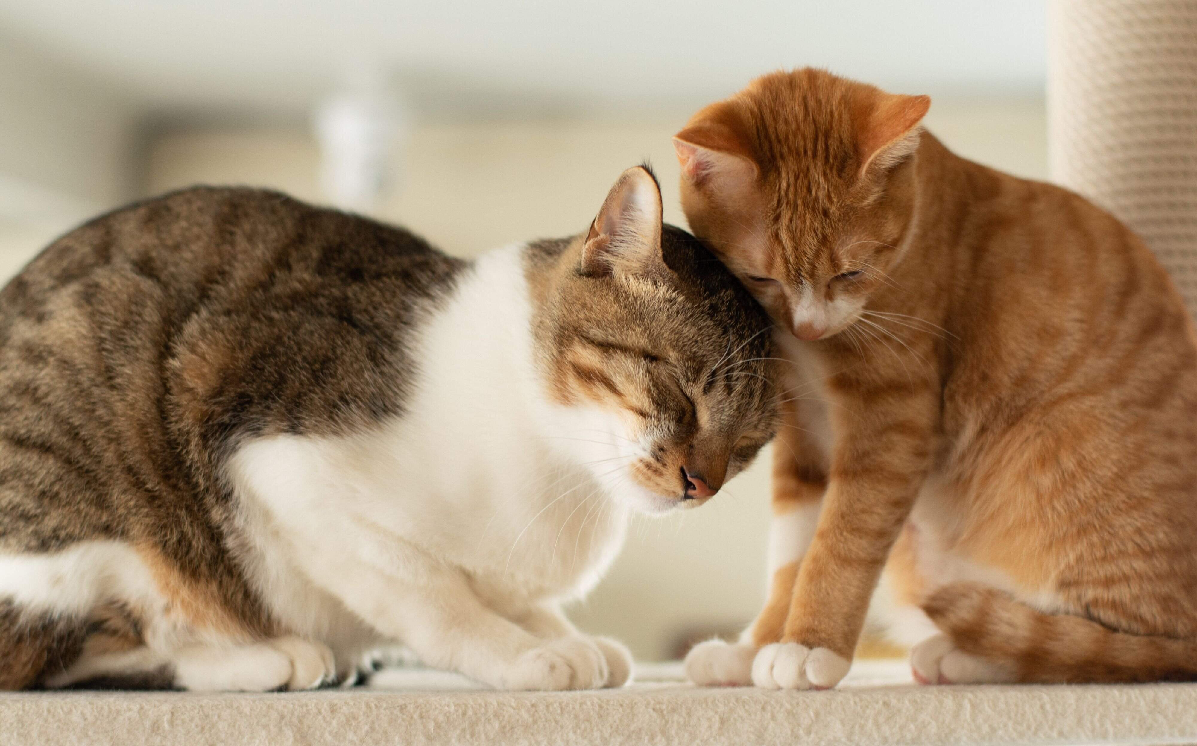 撮影／Akimasa Harada