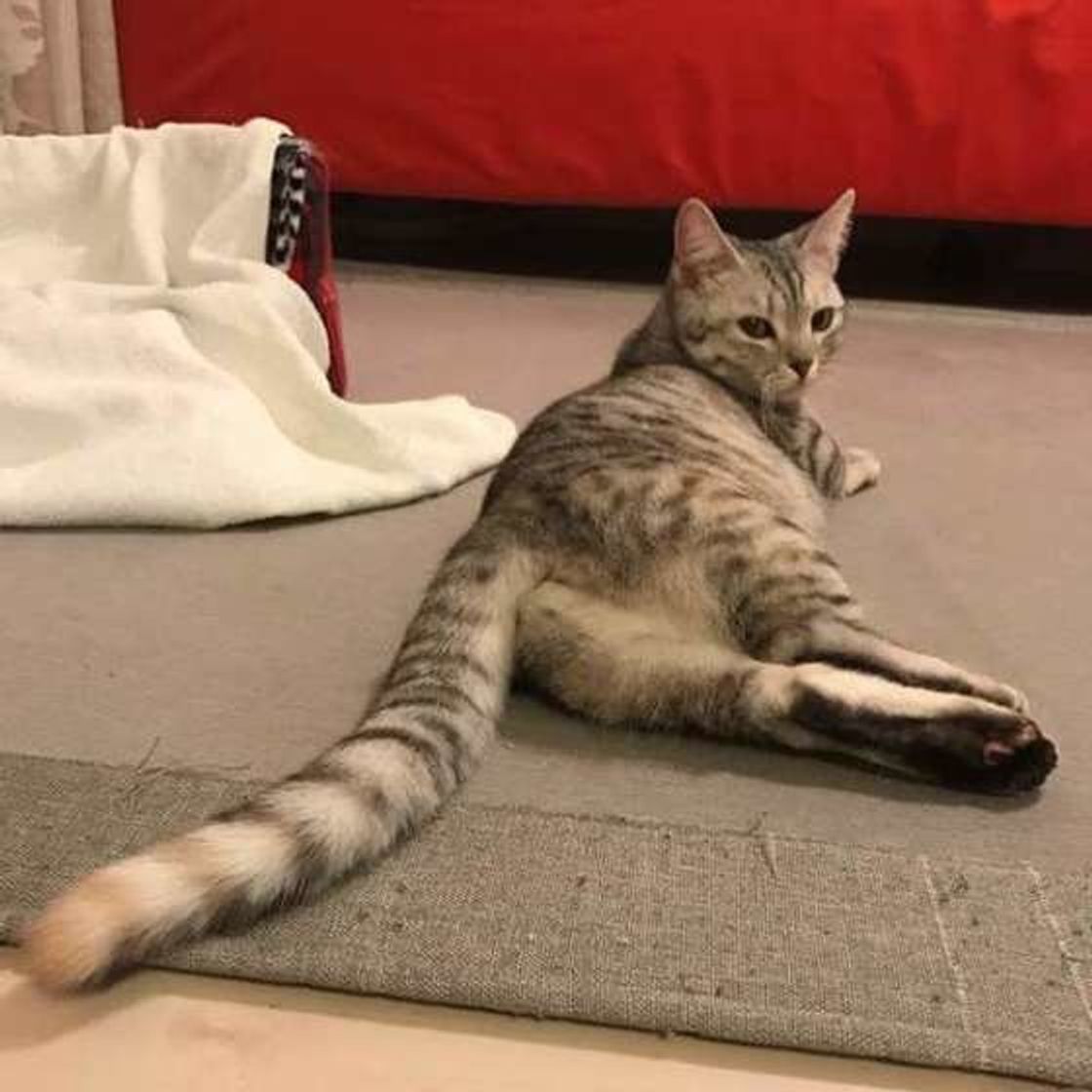 猫が喜ぶ おしりトントン 好きなコが多い本当の理由とは ねこのきもちweb Magazine