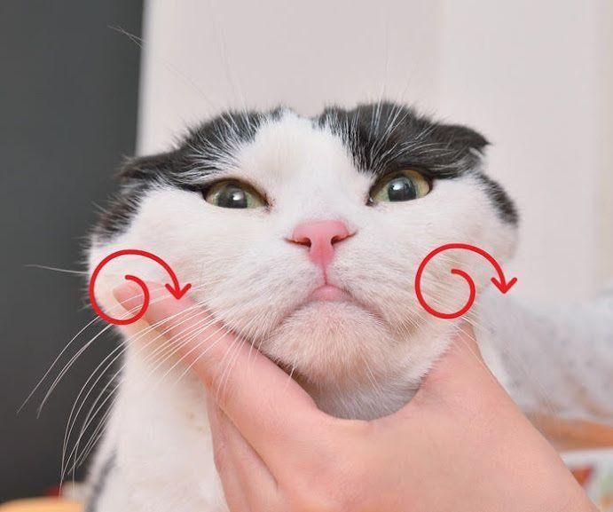 あごのマッサージ