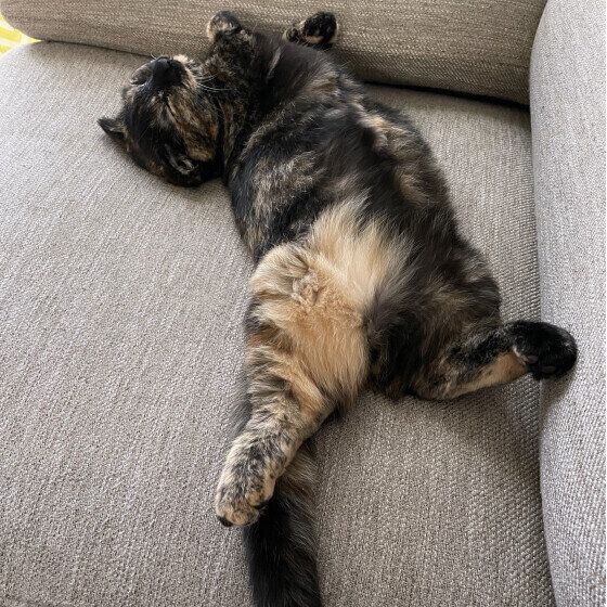 サビ猫のたわちゃん