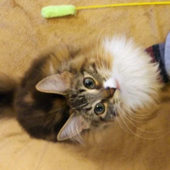 猫じゃらしで遊ぶノルウェージアンフォレストキャット