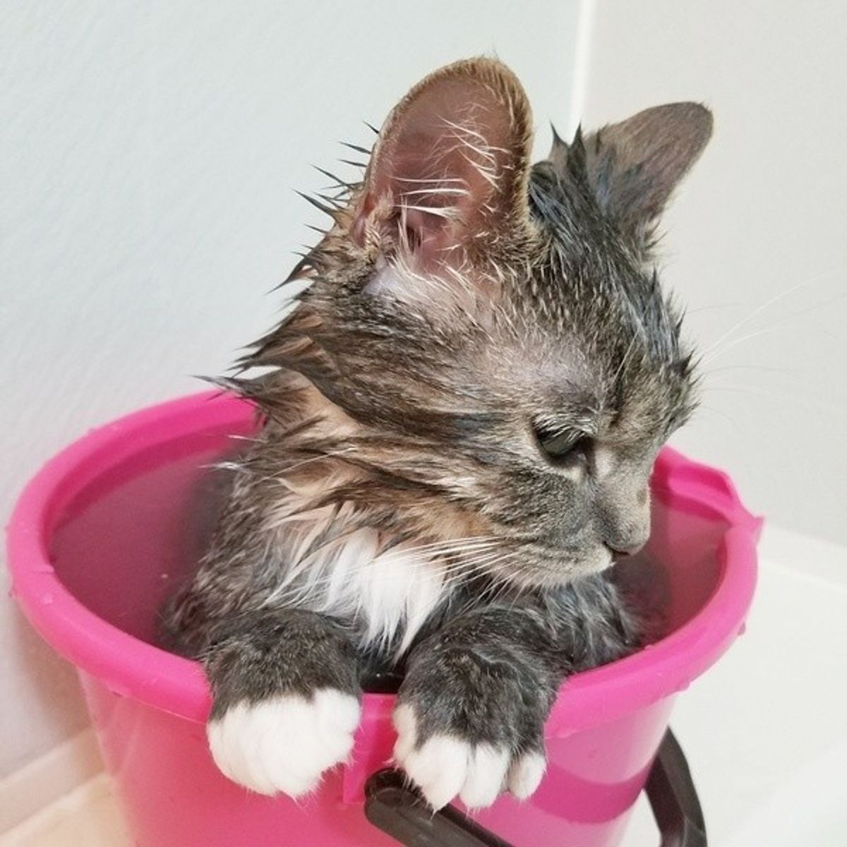 獣医師監修 子猫のお風呂はいつから 嫌がる時の対処法も ねこのきもちweb Magazine 獣医師監修 子猫のお風呂はいつから 嫌がる時の対処法も ねこのきもちweb Magazine