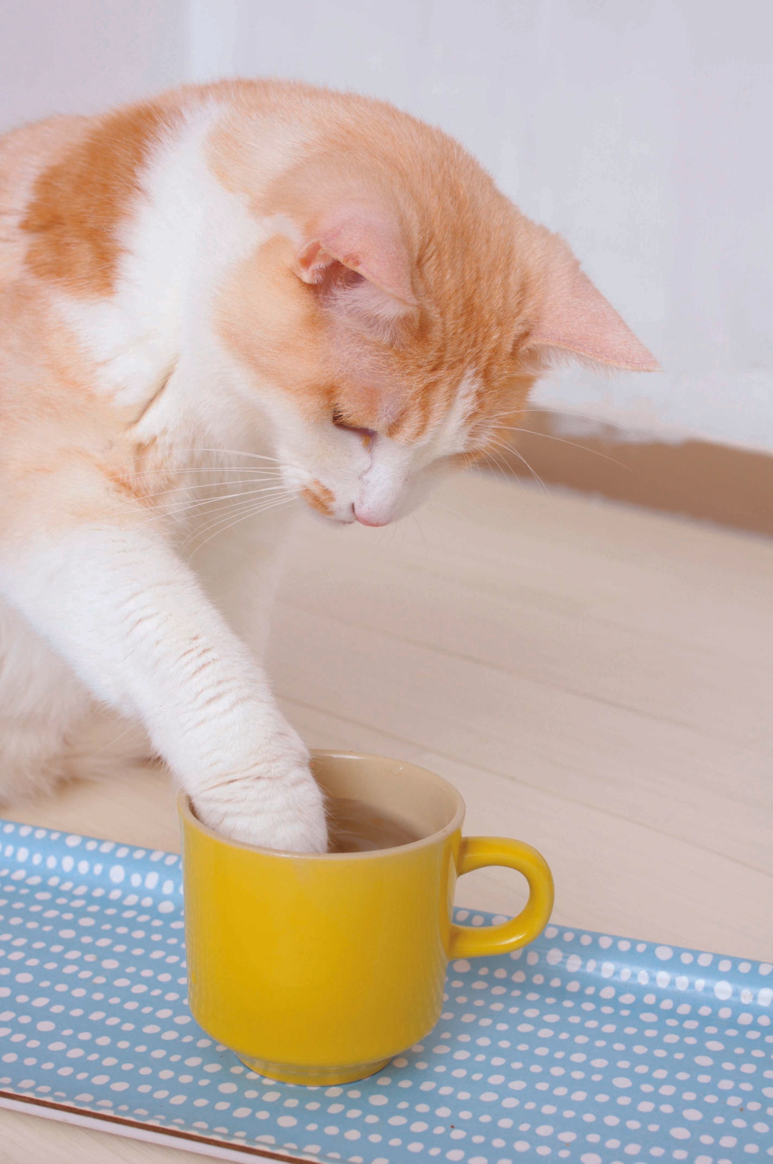 画像/2017年4月号「猫と水のお蜜な♥カンケイ」