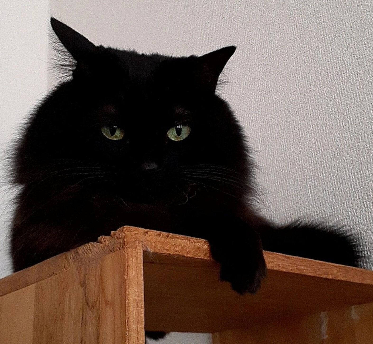 飼い主さんのそばでくつろぐひまわりちゃん