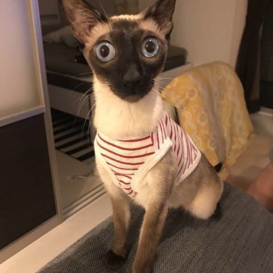 ボーダーの服を着たななちゃん