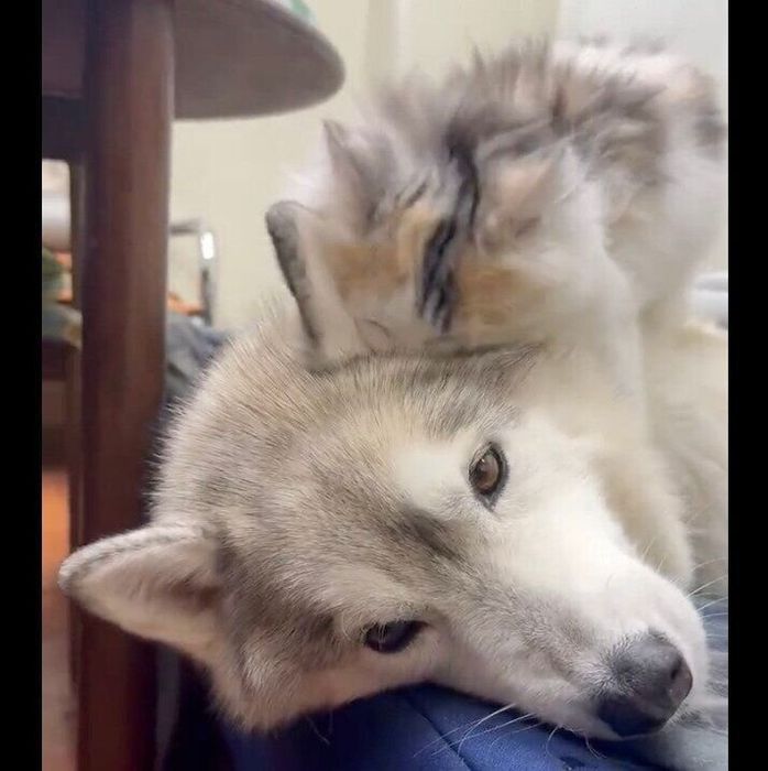 ユキちゃんの耳をなめるミケちゃん。