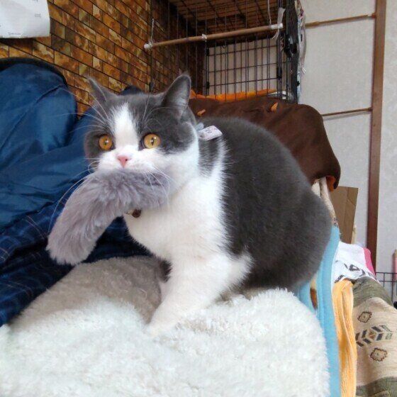 フミフミするマロちゃん