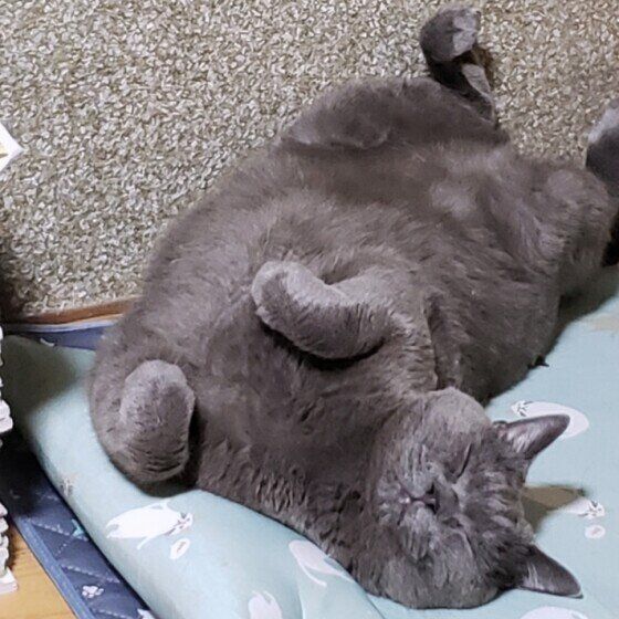 ミー  マンチカン　ギブアップ