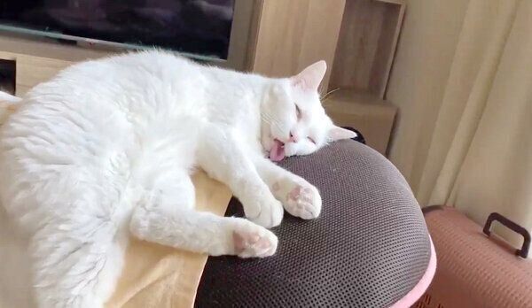 ぐっすりと眠るセツちゃん