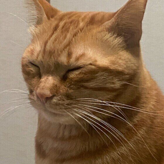 茶トラのミスターくん