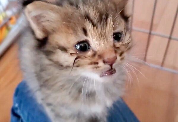 保護して3日目のみきちくん