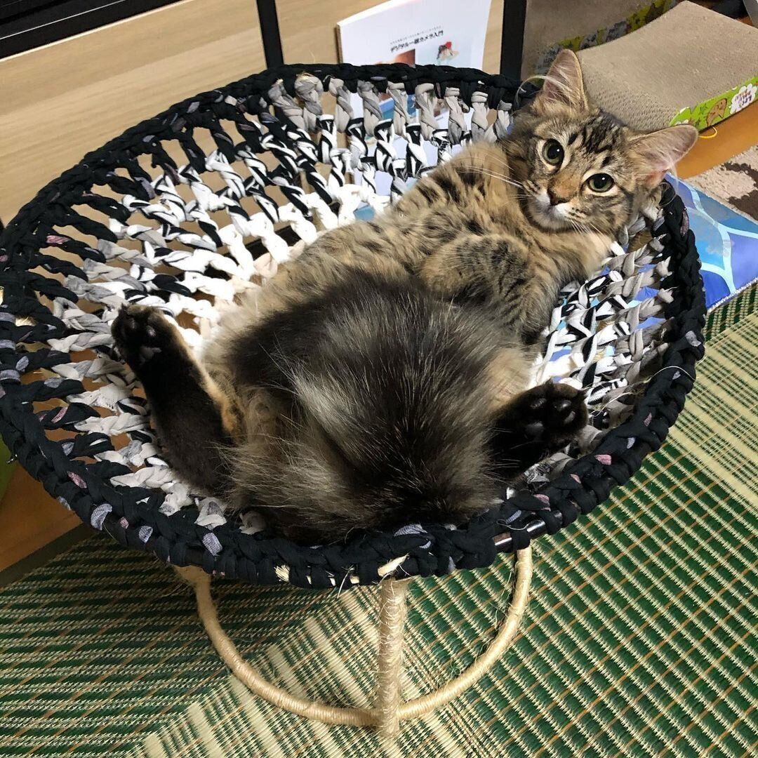 にゃんモックに乗るメロちゃん