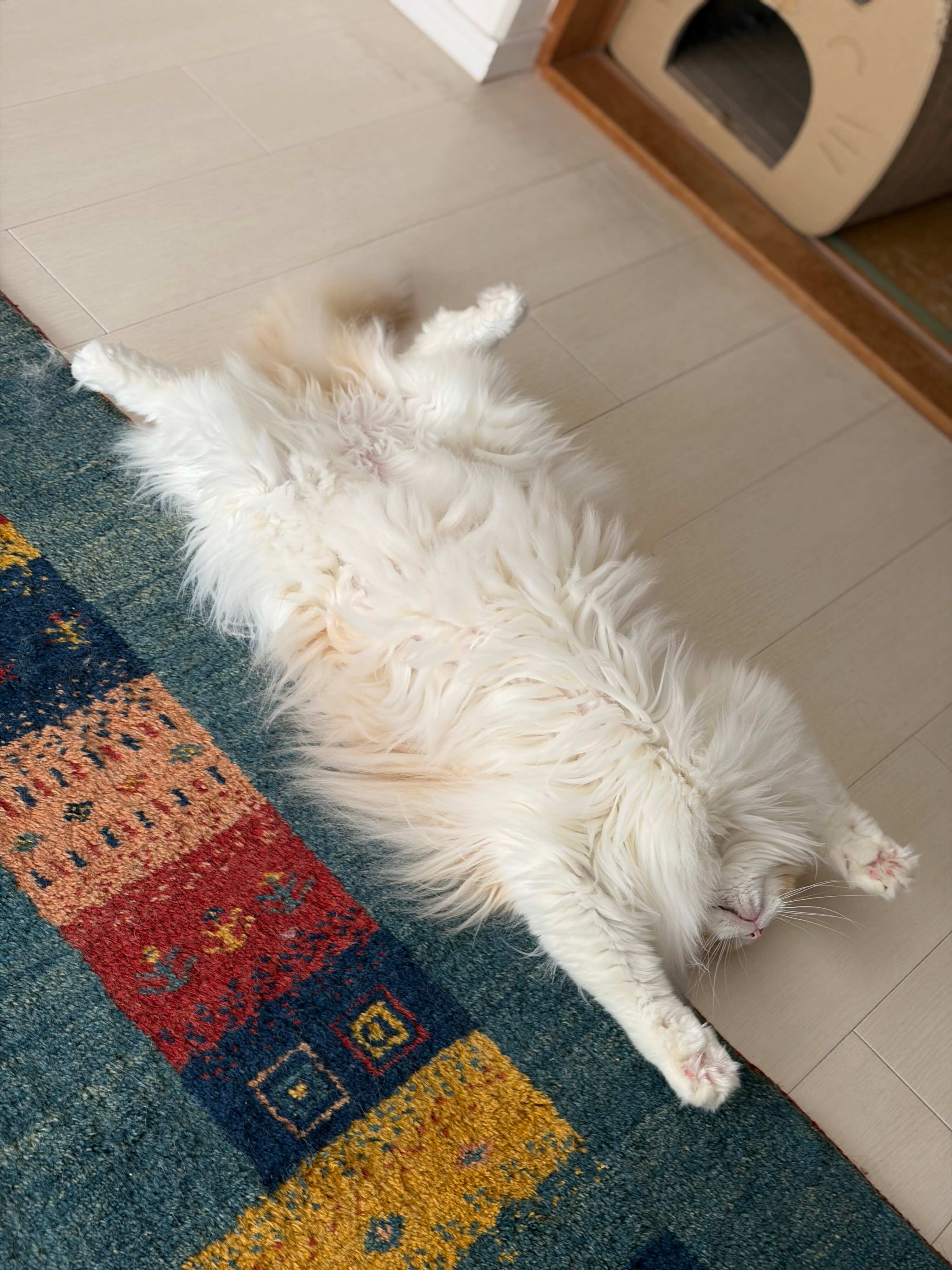 “ヘソ天”しているラグドール