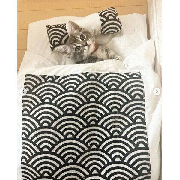 お布団でくつろぐみりんくん