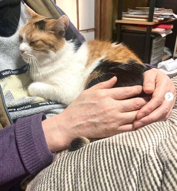 まったりするミケちゃん