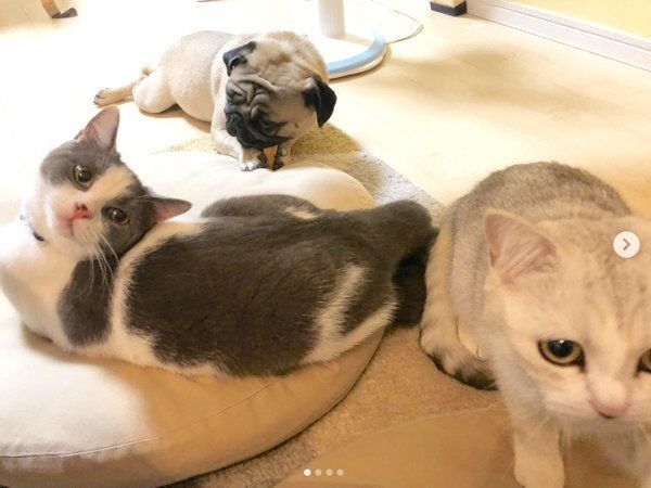 集まるスコティッシュフォールド、ブリティッシュショートヘア、パグ