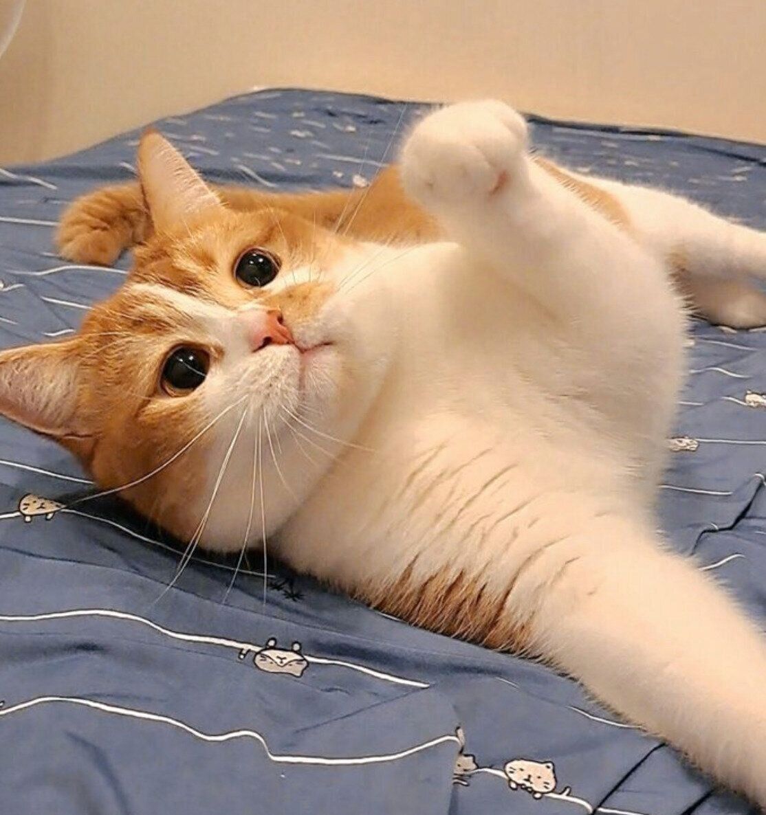 寝転がるもなかくん