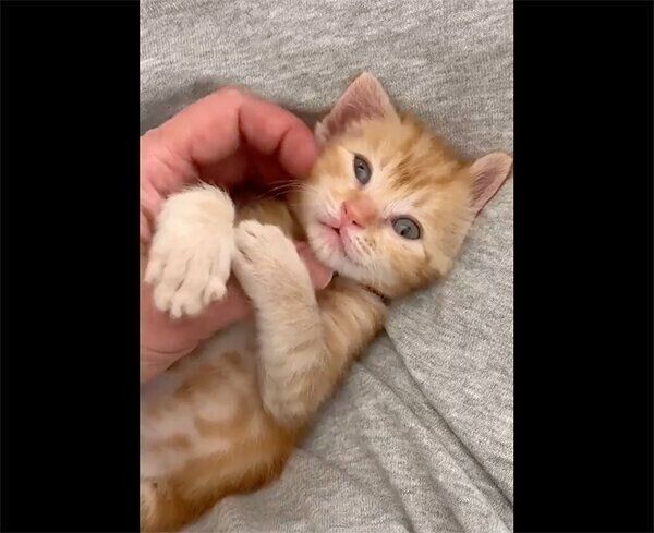 じゃれるまめさん