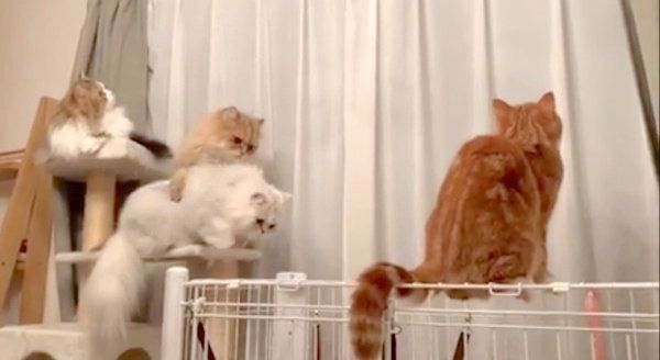 虫を観察する4匹の猫