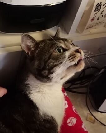 ねこ　リキちゃん