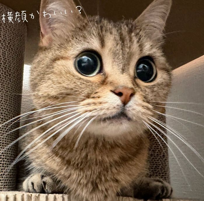 横顔もかわいいきなこちゃん