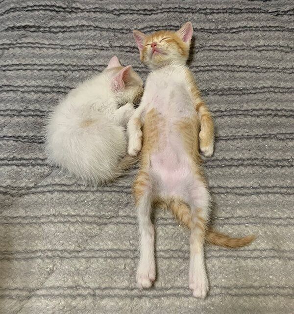 子猫時代のちゃむ様、まろ様