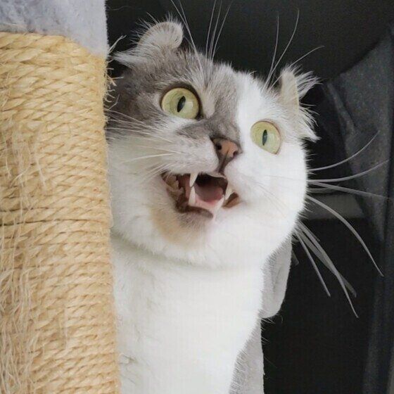 クラッキングするマンチカール