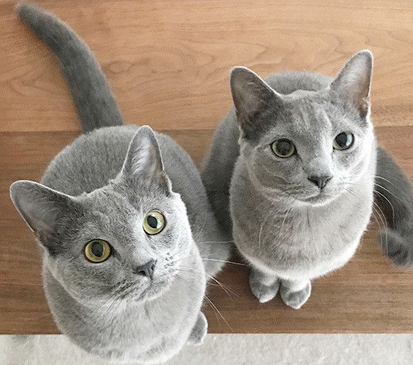 見上げるロシアンブルー