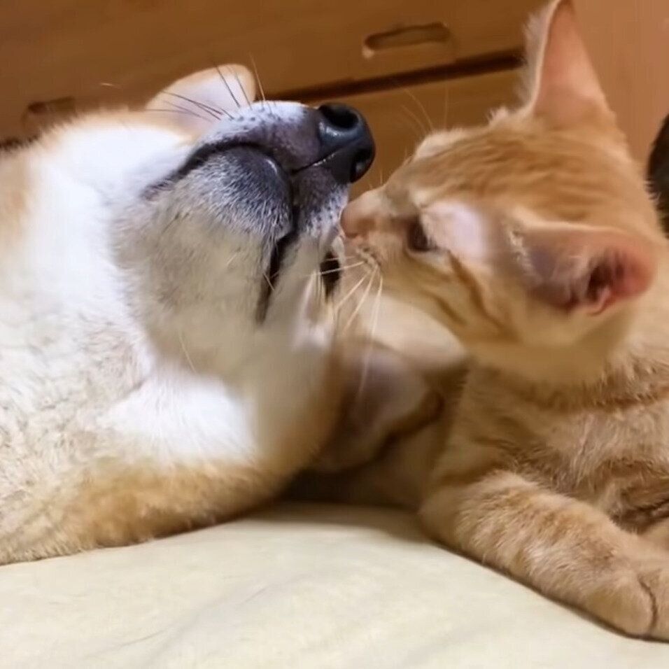 ペロペロするリクちゃん