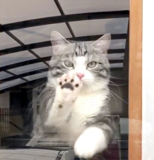 窓ガラスごしのマンチカン