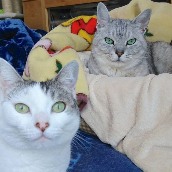 仲良く写真に写る猫