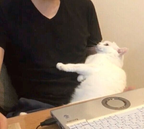 パパさんを信用しきっている猫ちゃん