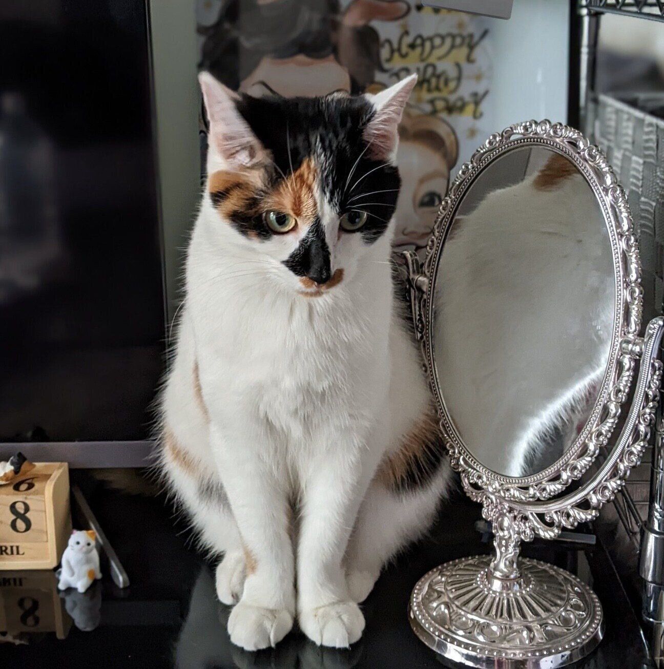 置物のように座るシナちゃん