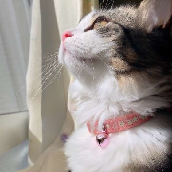 見上げるマンチカン