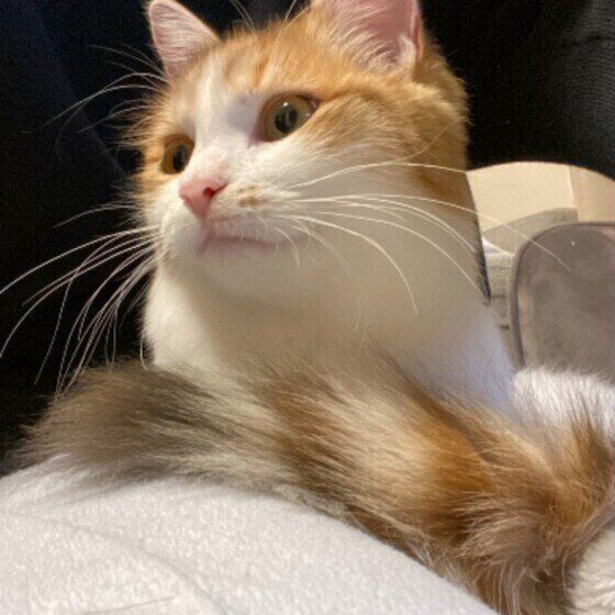 くつろぐサイベリアン