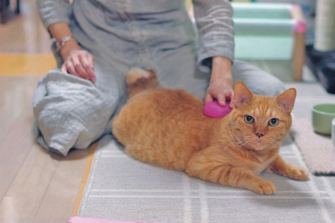 画像／2017年2月号『ねこのきもち』